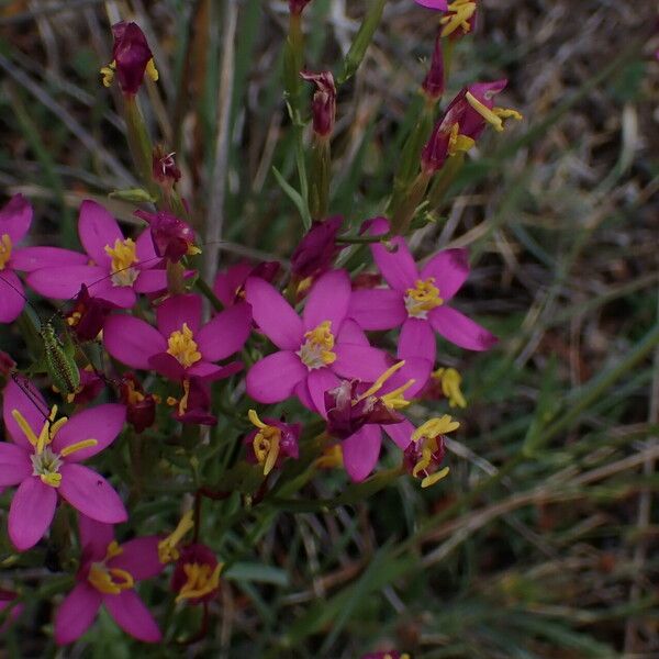 Centaurium littorale Bloem