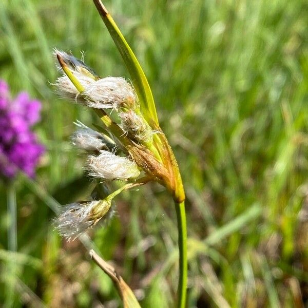 Eriophorum latifolium 果實