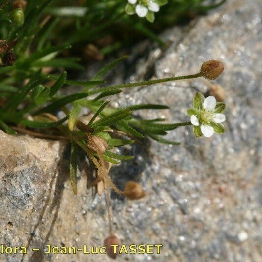 Sagina saginoides Autre