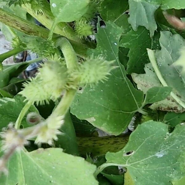 Xanthium orientale Leaf