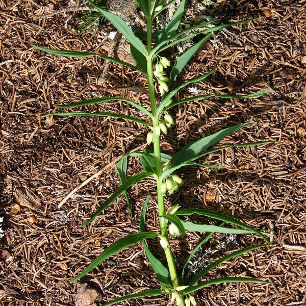 Polygonatum verticillatum പുഷ്പം