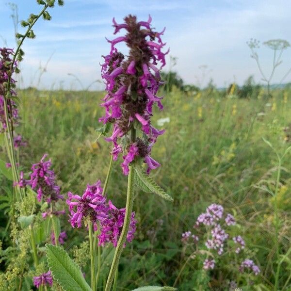 Stachys officinalis 花