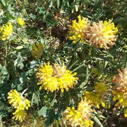 Anthyllis vulneraria Flor