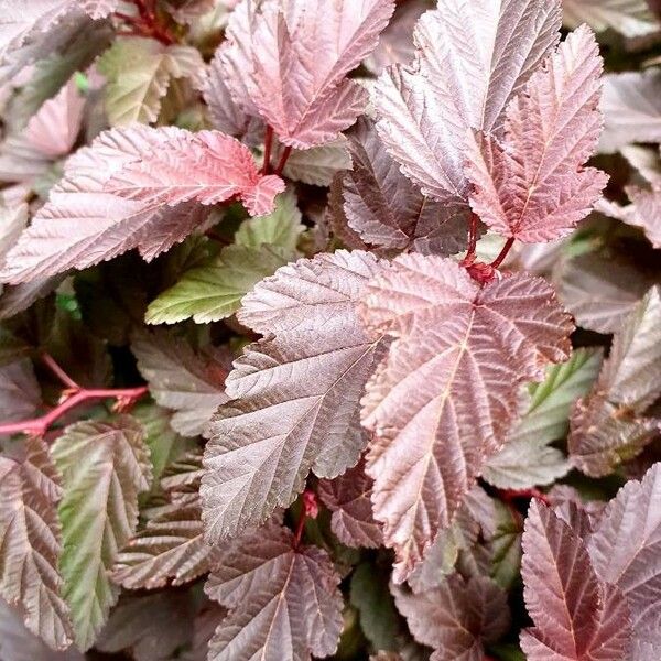 Physocarpus opulifolius Leaf