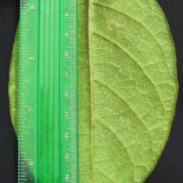 Fischeria brachycalyx Leaf
