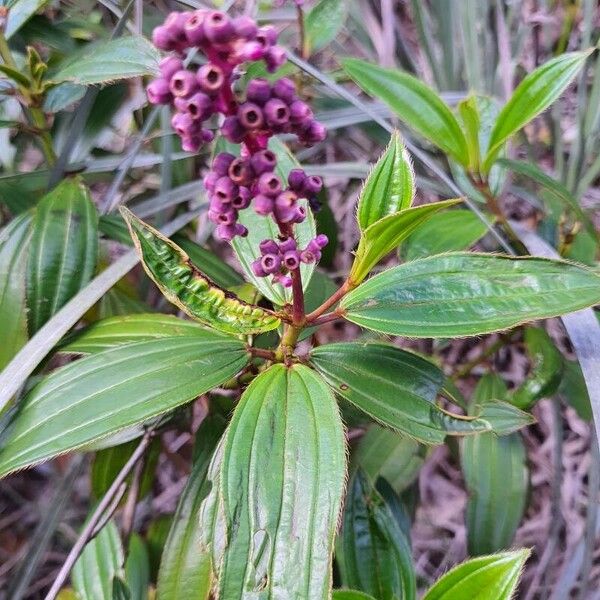 Miconia ciliata Blad