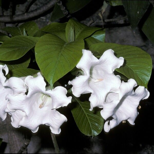 Beaumontia grandiflora Lorea