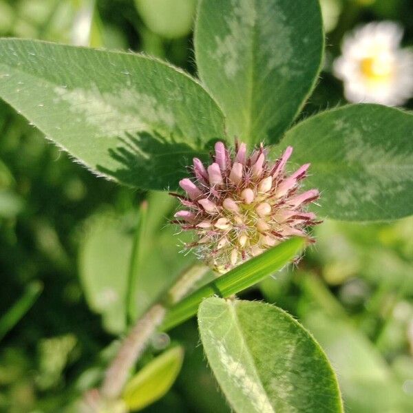 Trifolium medium Цветок