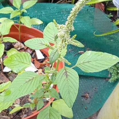 Amaranthus dubius 葉