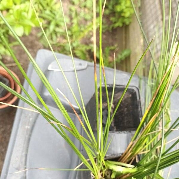 Juncus effusus ᱥᱟᱠᱟᱢ