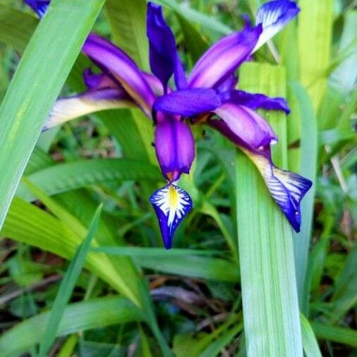 Iris spuria Blomst