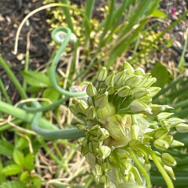 Allium paniculatum 花