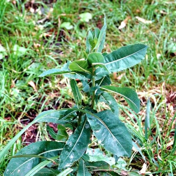 Lactuca virosa Yeri