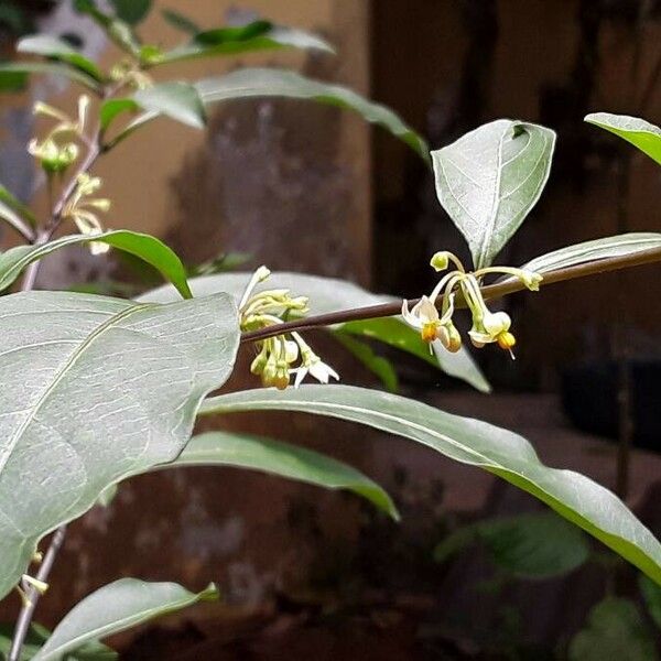 Solanum diphyllum Květ