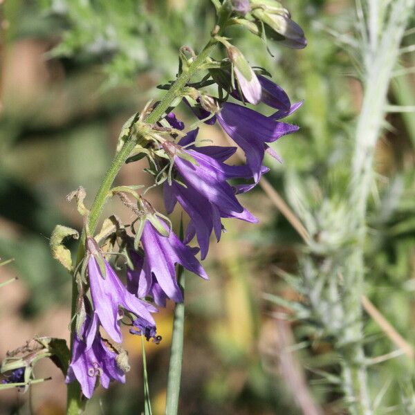 Campanula bononiensis Flower