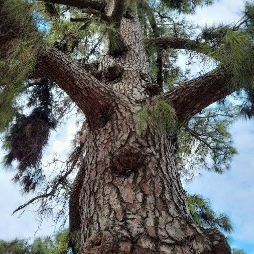 Pinus canariensis Bark