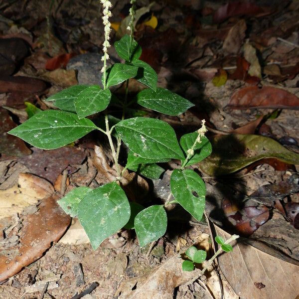 Cyathula prostrata Leaf
