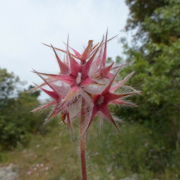 Trifolium stellatum Flower