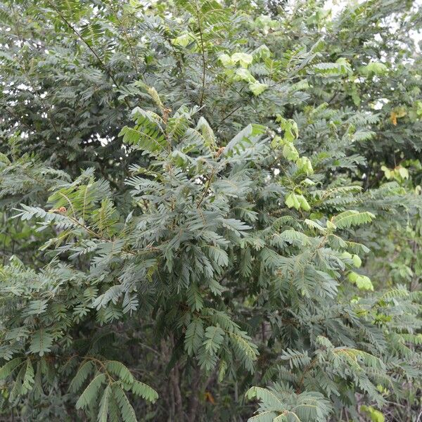 Lonchocarpus rugosus Vekstform