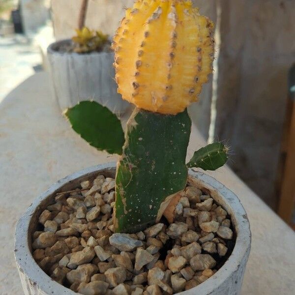 Gymnocalycium mihanovichii Fuelha