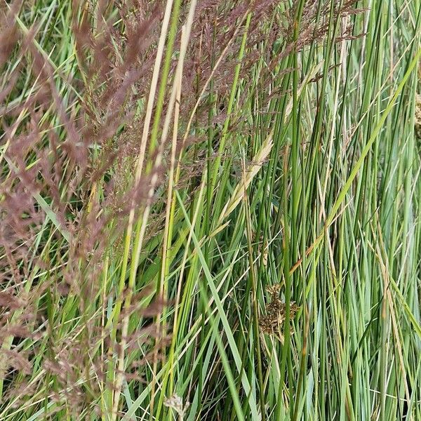 Agrostis gigantea Flor