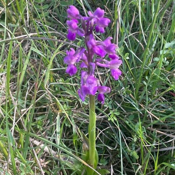 Anacamptis morio Plante entière