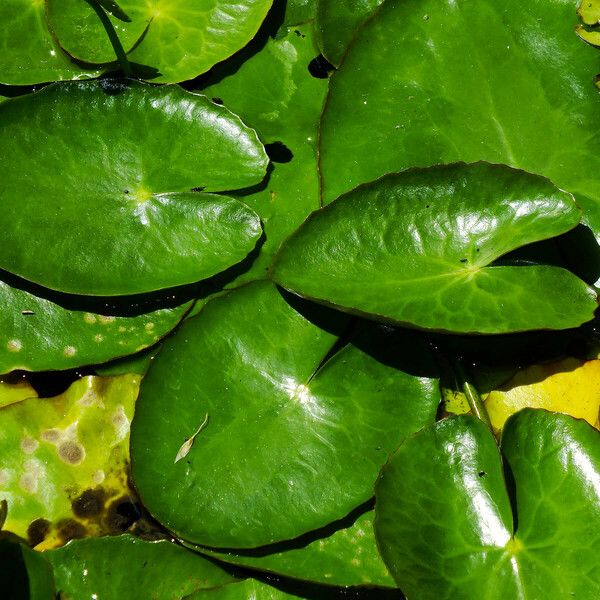 Nymphoides peltata Leaf