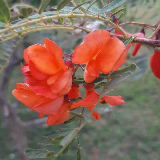 Sesbania punicea Blomst