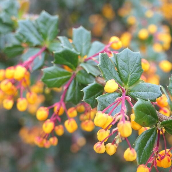 Berberis darwinii Лист