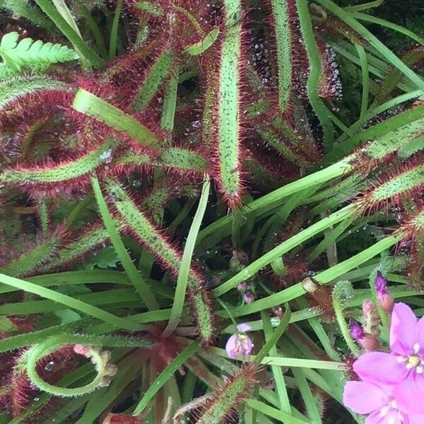 Drosera capensis Συνήθη χαρακτηριστικά