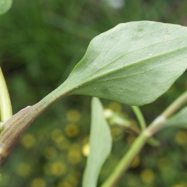 Ranunculus ophioglossifolius Feuille