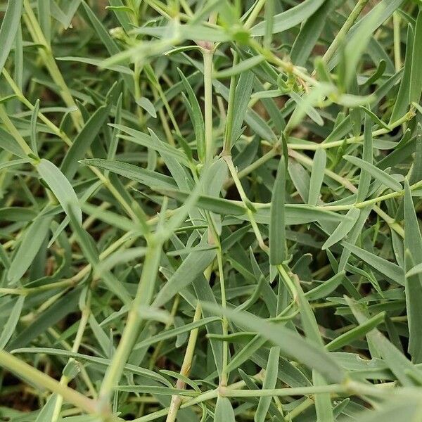 Gypsophila elegans Folla