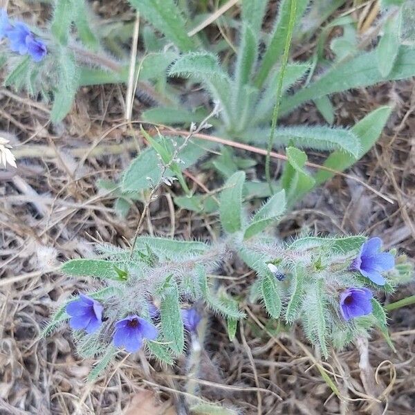 Alkanna tinctoria Flower