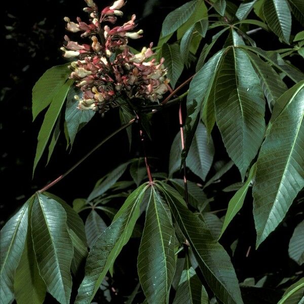 Aesculus pavia Fiore