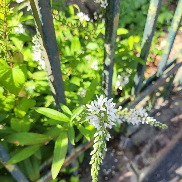 Lysimachia ephemerum Flor