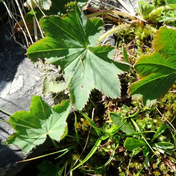 Alchemilla glabra موطن