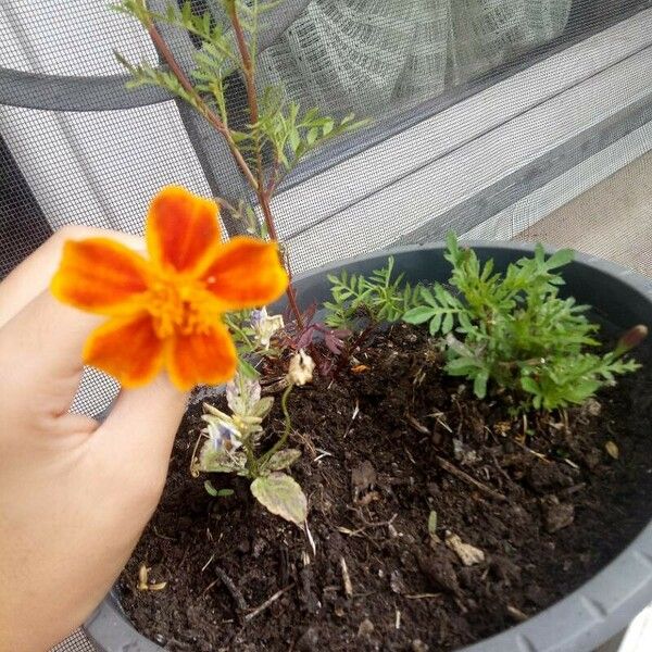 Tagetes tenuifolia Квітка