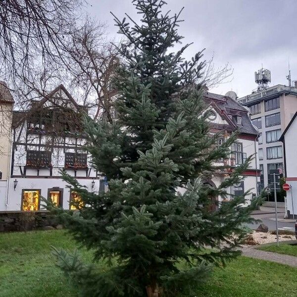 Abies nordmanniana Habitus