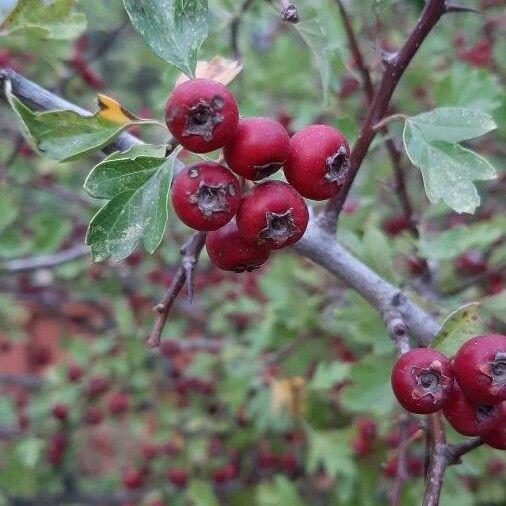 Crataegus monogyna Frucht