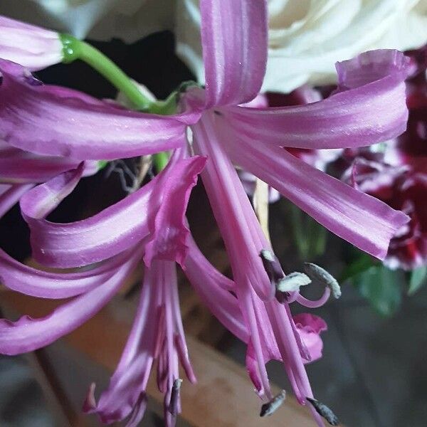 Nerine bowdenii Цвят