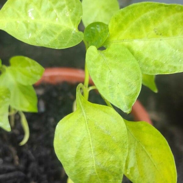 Capsicum chinense 葉