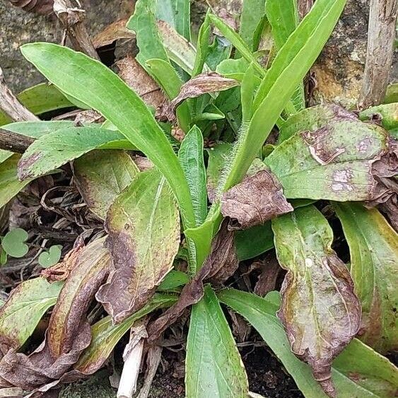 Plantago argentea 叶