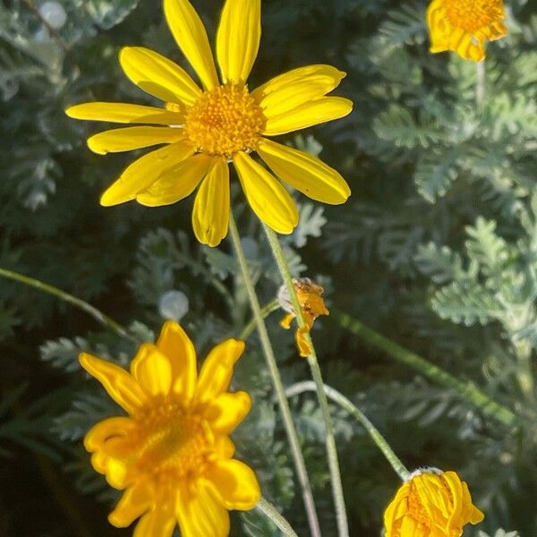 Euryops pectinatus ᱵᱟᱦᱟ