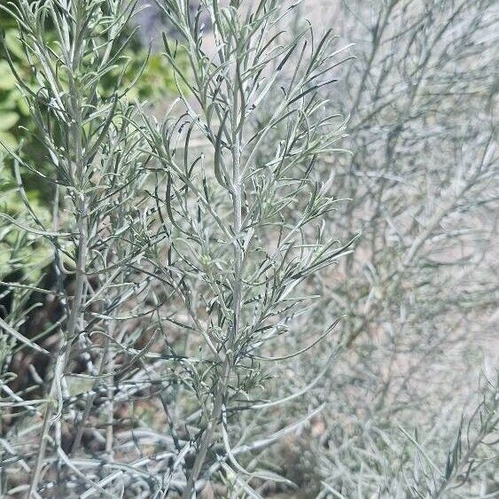 Artemisia filifolia ᱥᱟᱠᱟᱢ