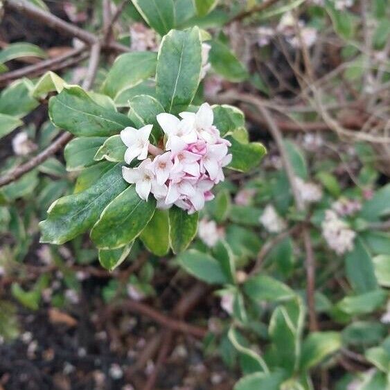 Daphne odora Flower