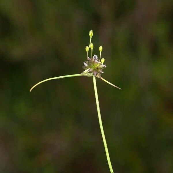 Allium oleraceum Kukka