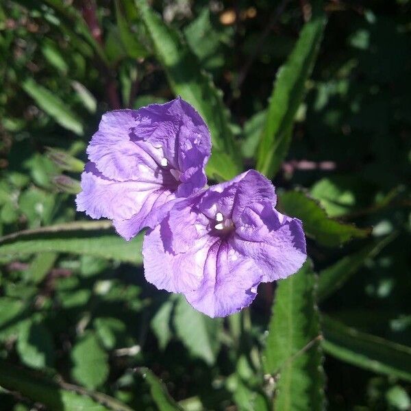 Ruellia simplex Květ