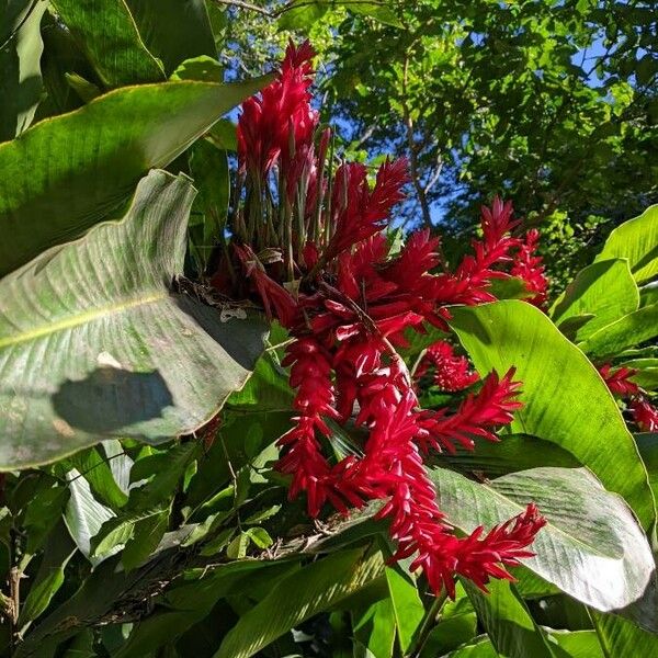 Alpinia purpurata 花