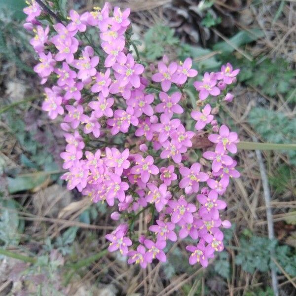 Centaurium erythraea फूल