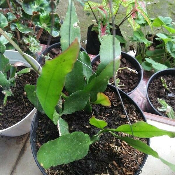 Schlumbergera truncata Fruitua